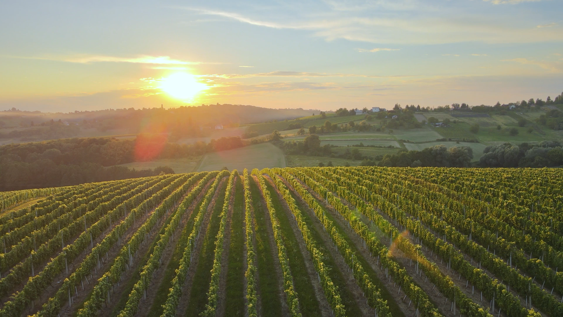 Romanian vineyard at sunset